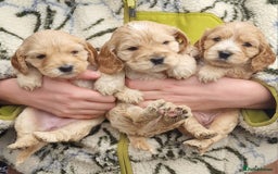 Cockapoo dogs for sale: Cockapoo puppies, ready to leave today.  in Otley - Image 2