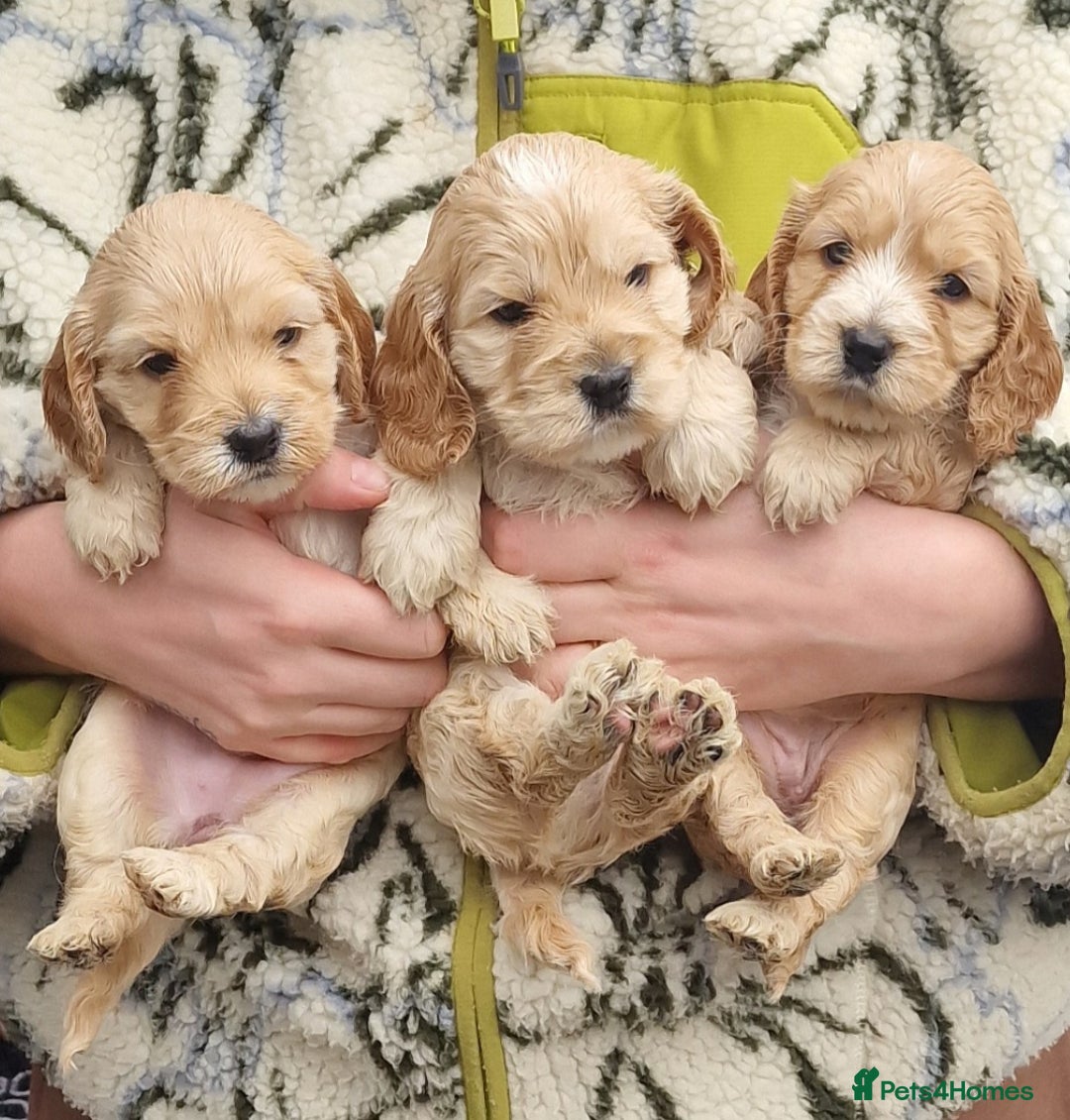 Cockapoo dogs for sale: Cockapoo puppies, ready to leave today.  in Otley - Image 2