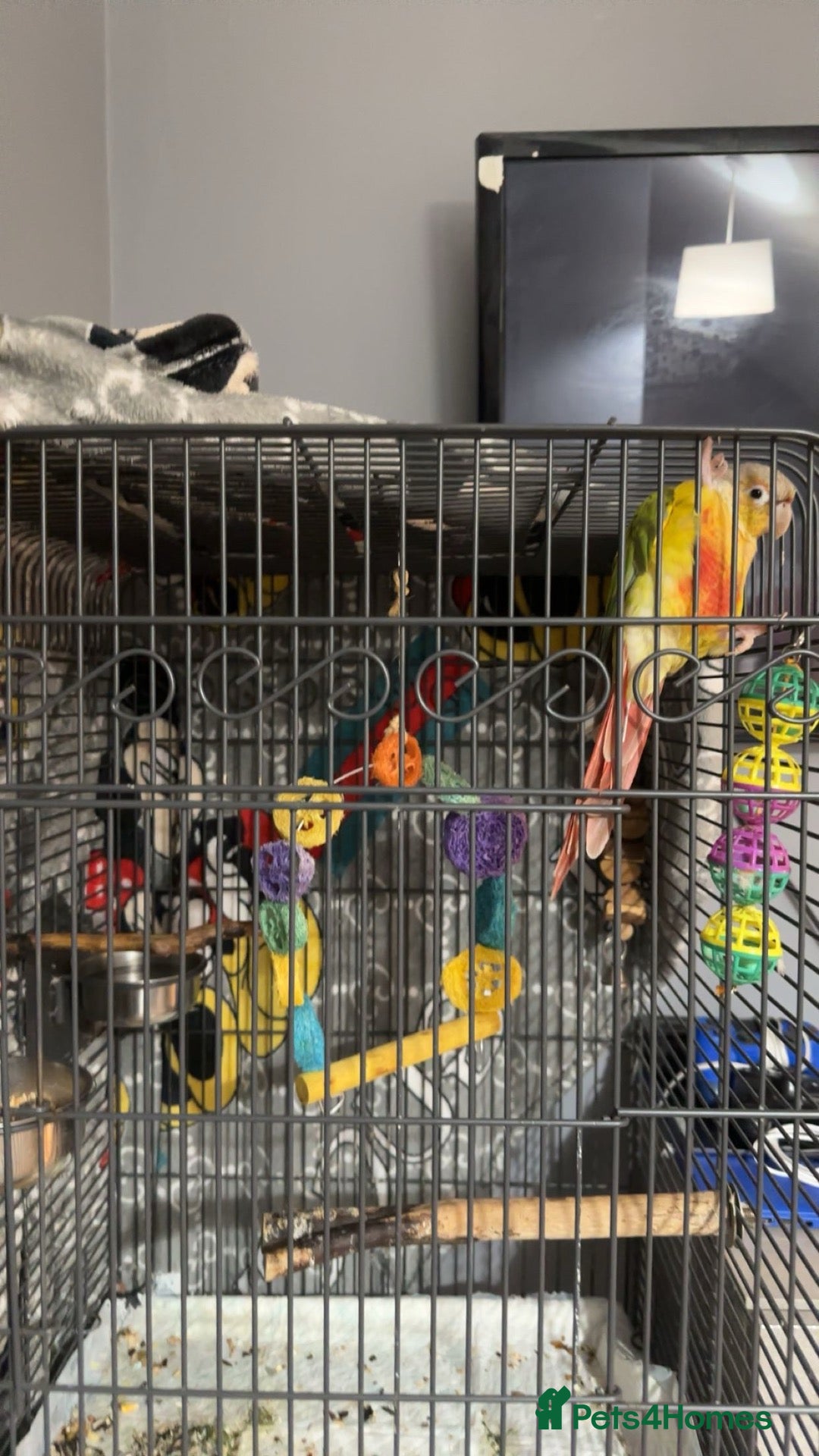 Conures birds Green Cheeked pineapple conure  - Advert 1