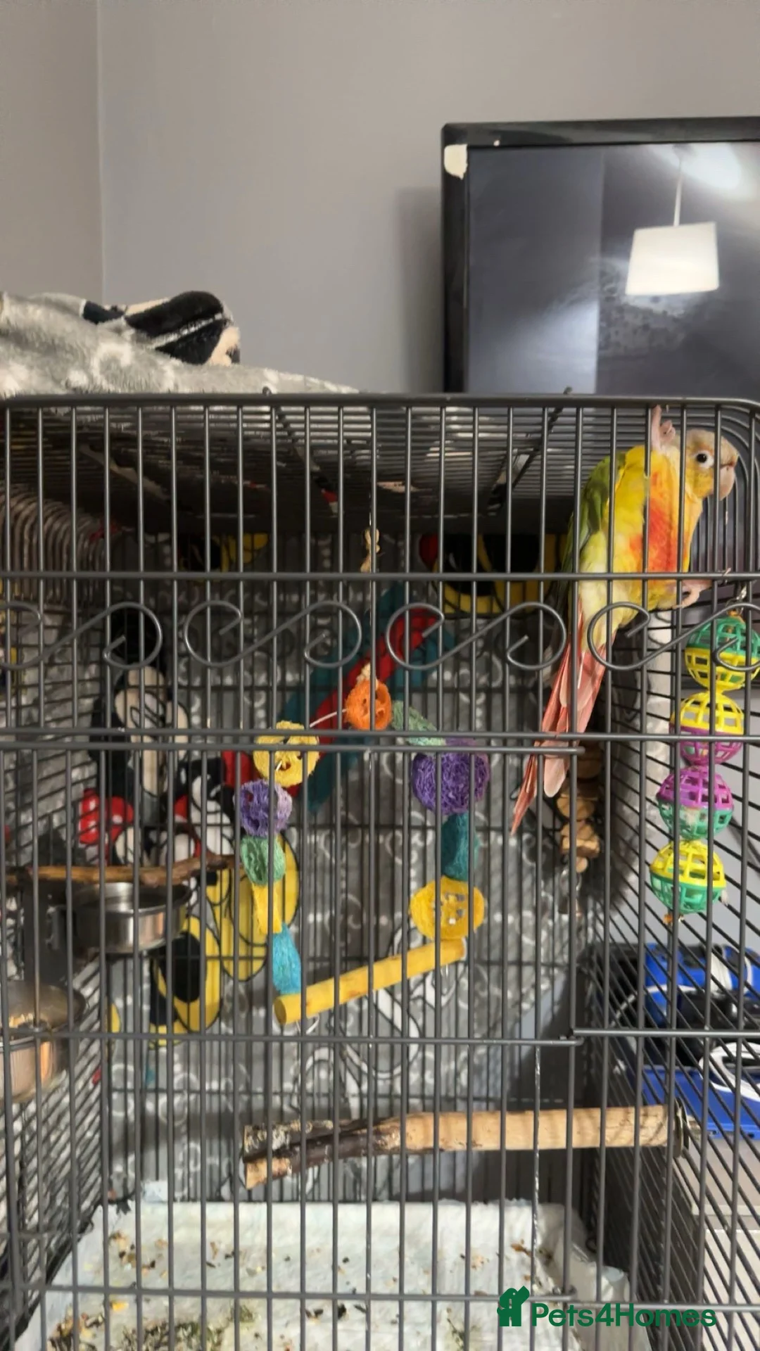 Conures birds for sale: Green Cheeked pineapple conure  in Wolverhampton - Advert 1