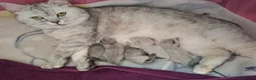 Exotic cats for sale: Exotic Persian cross pedigree manecoon  in Pontefract - Advert 2