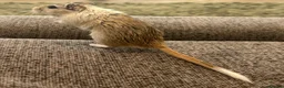 Gerbil rodents for sale: Lone male gerbil - Advert 2