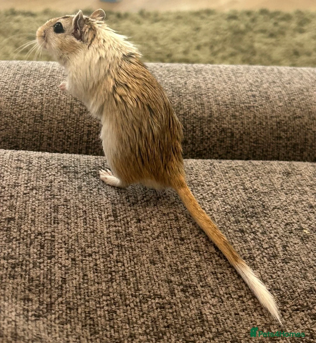 Gerbil rodents for sale: Lone male gerbil - Advert 2