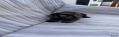 Cockapoo 7