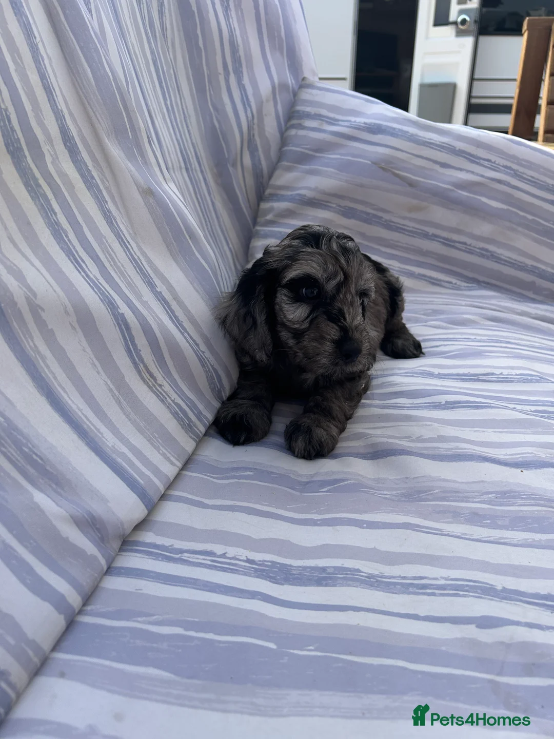 Cockapoo dogs for sale: F1 cockapoo  - Advert 2