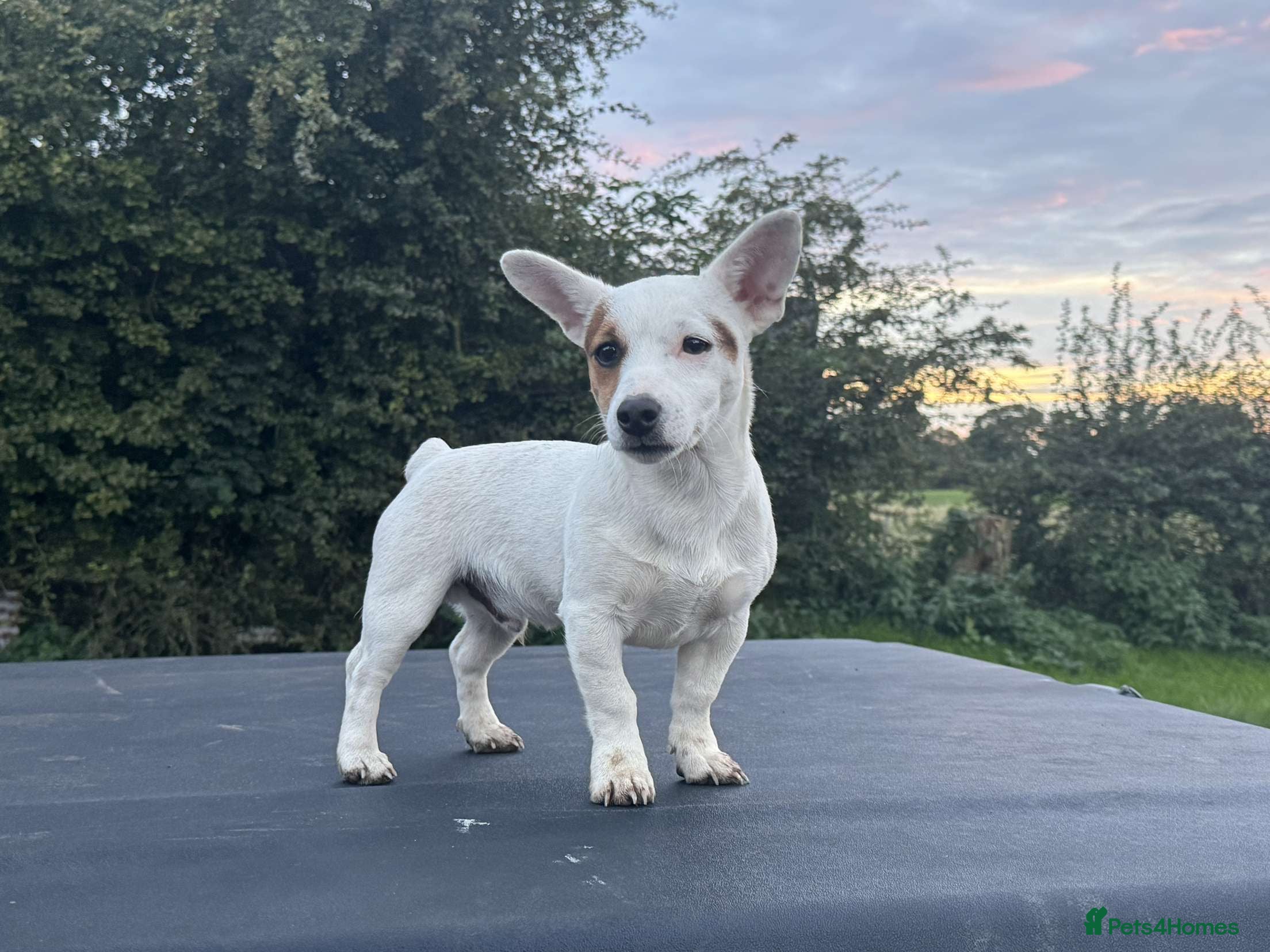 Jack Russell dogs Small short legged pure Jack Russel  - Advert 5