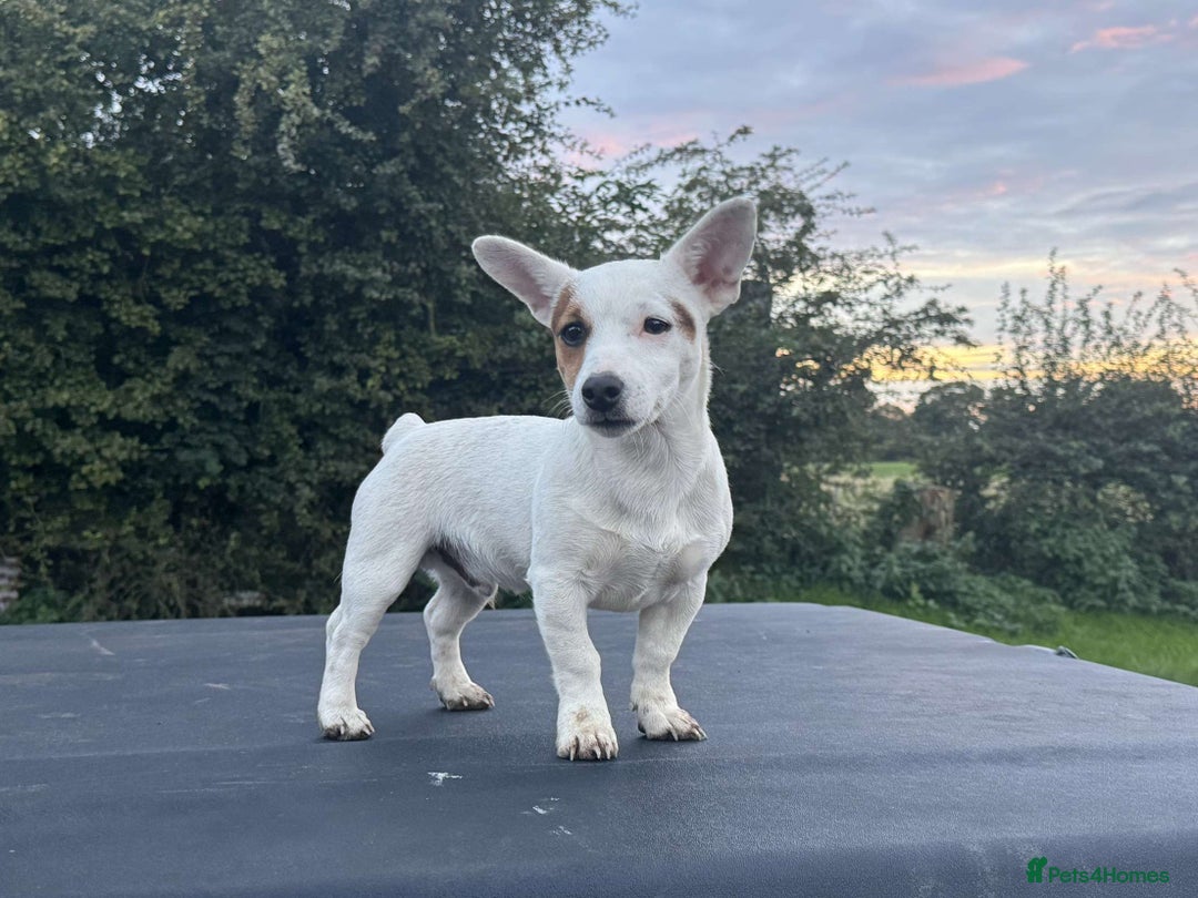 Jack Russell dogs for stud: Small short legged pure Jack Russel  - Advert 1