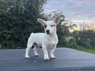 Jack Russell dogs for stud: Small short legged pure Jack Russel - Advert 1
