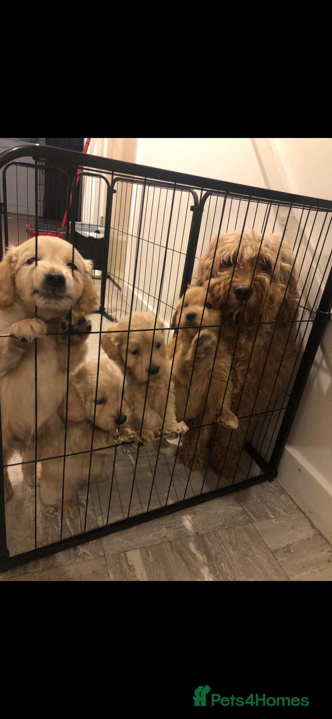 Goldendoodle dogs for sale: Stunning Mini Goldendoodle Puppies  - Advert 2