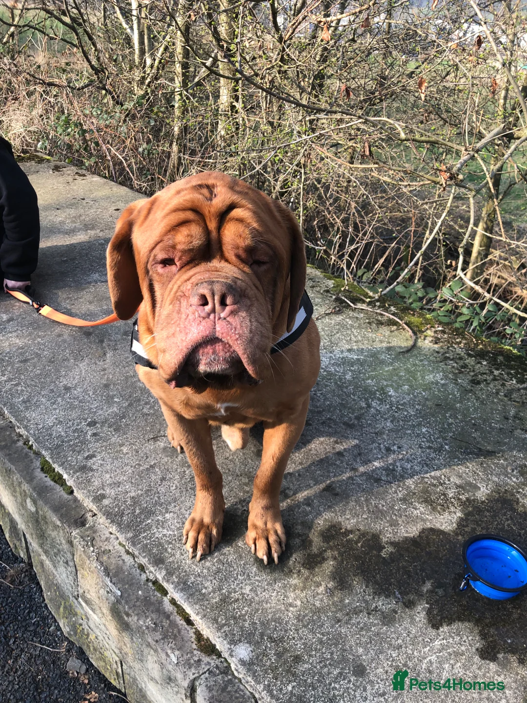 Dogue De Bordeaux dogs for sale: Male Dogue de bordeax in Mirfield - Advert 2