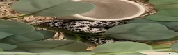 Snake reptiles for sale: Super arctic hognose - Advert 2