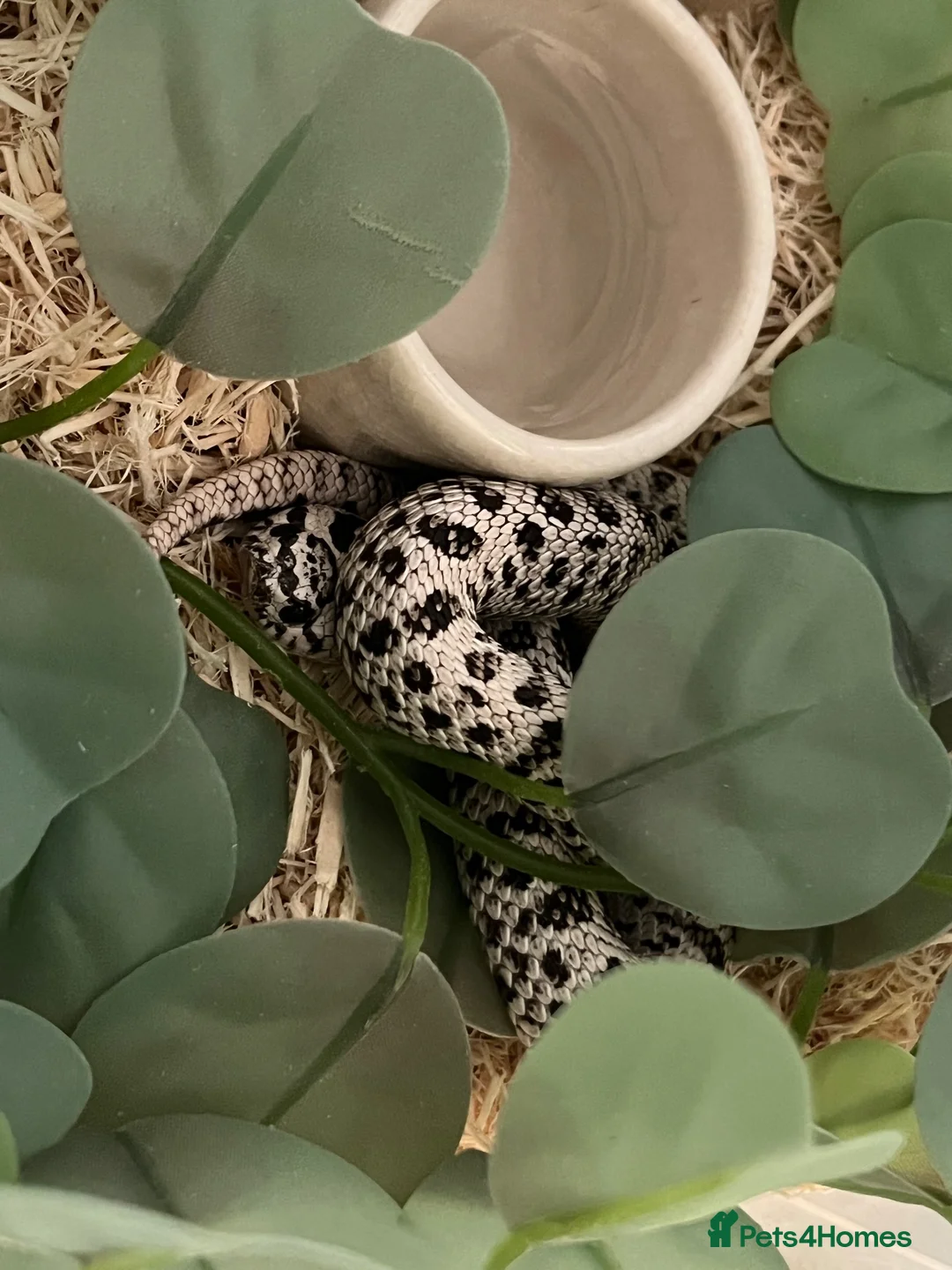 Snake reptiles for sale: Super arctic hognose - Advert 2