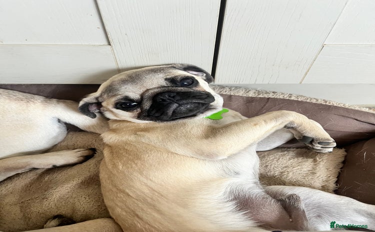 Pug dogs - Advert 1