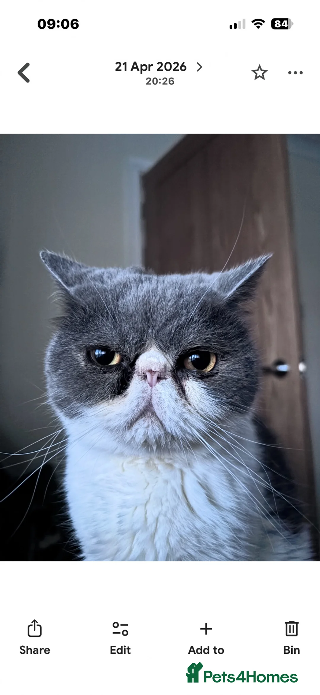 Exotic cats for sale: Exotic male in Halifax - Advert 2