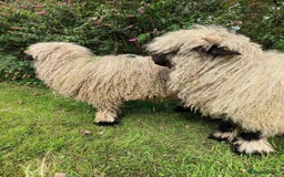 Sheep livestock for sale: Valais Black Nose Wethers x2 Brothers for pets - Image 2