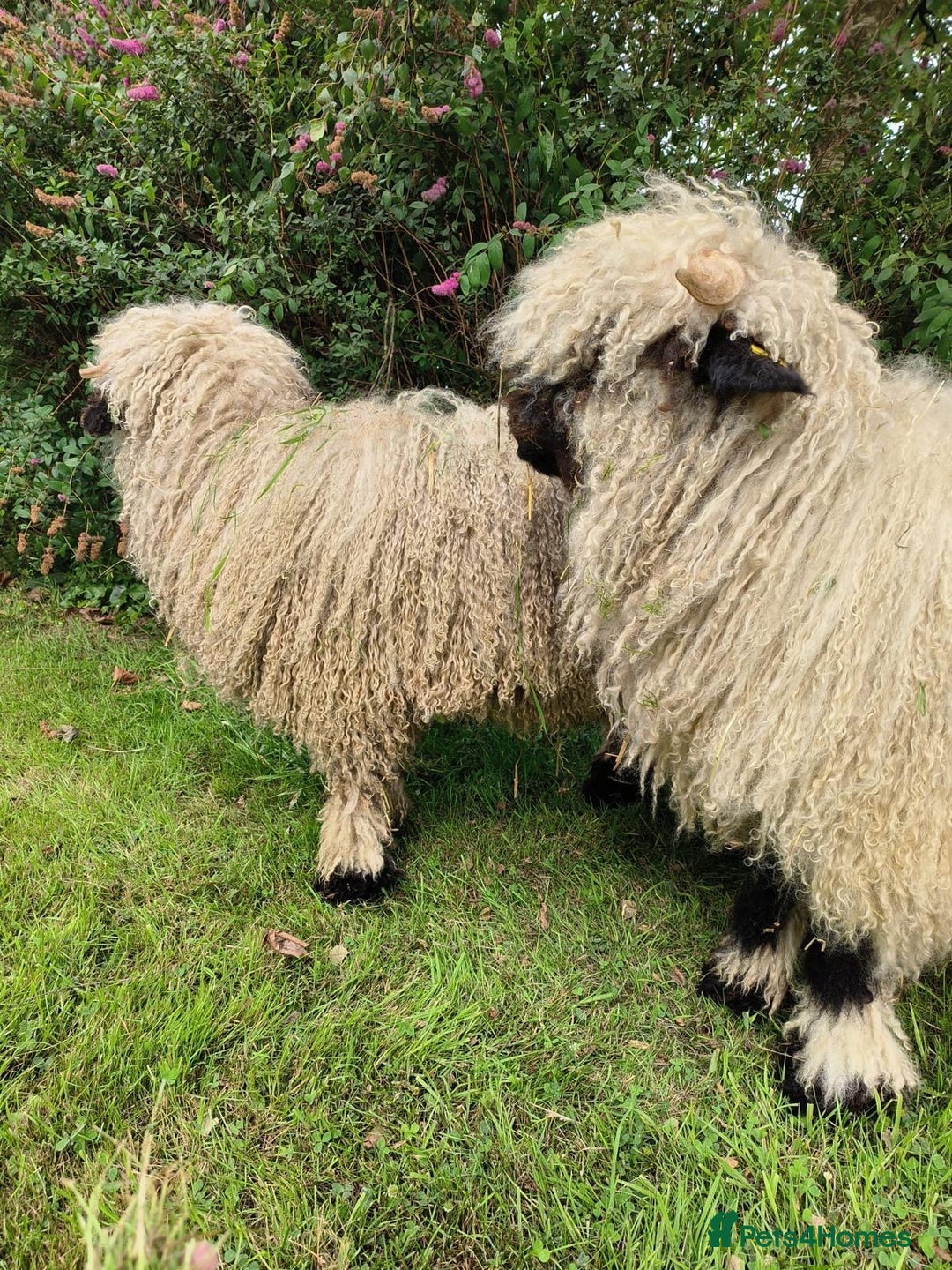 Sheep livestock for sale: Valais Black Nose Wethers x2 Brothers for pets - Image 2
