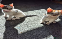 Mixed Breed cats for sale: Sisters to go together - Image 1