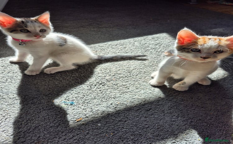 Mixed Breed cats - Advert 13
