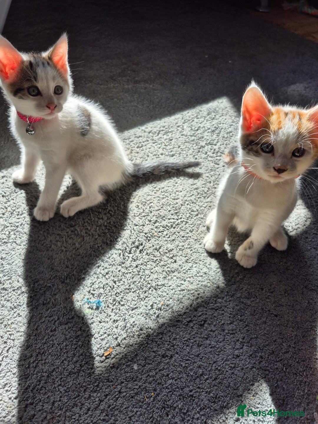 Mixed Breed cats for sale: Sisters to go together - Image 1