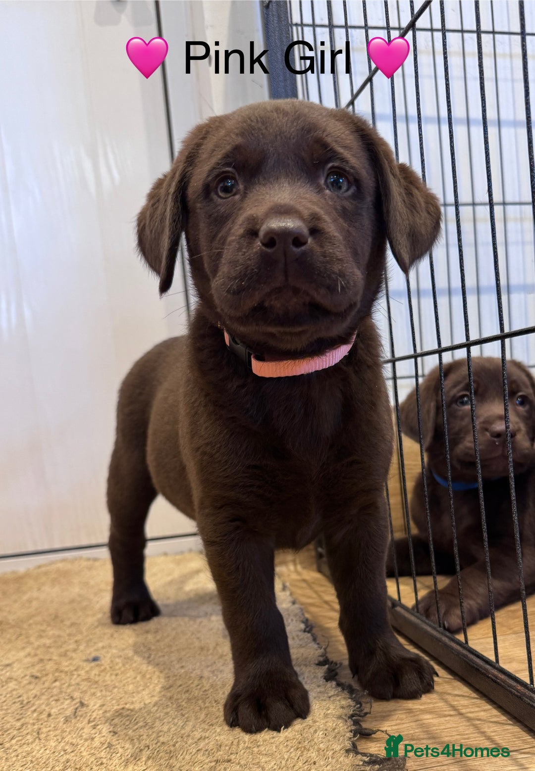 Labrador Retriever dogs for sale: Outstanding Quailty Chocolate Labrador Puppies - Advert 4