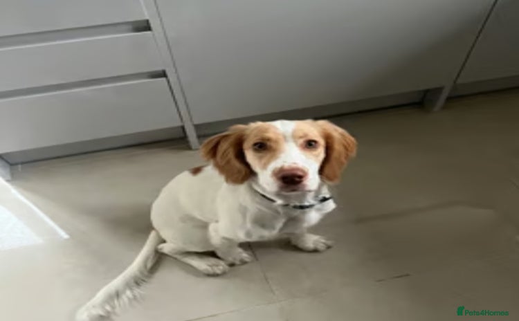 Cocker Spaniel dogs - Advert 12