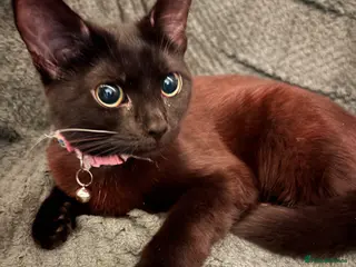 Mixed Breed cats Flo flo - Advert 1