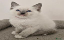 Ragdoll cats for sale: STUNNING GCCF CHAMPION SIRED KITTENS  - Image 14