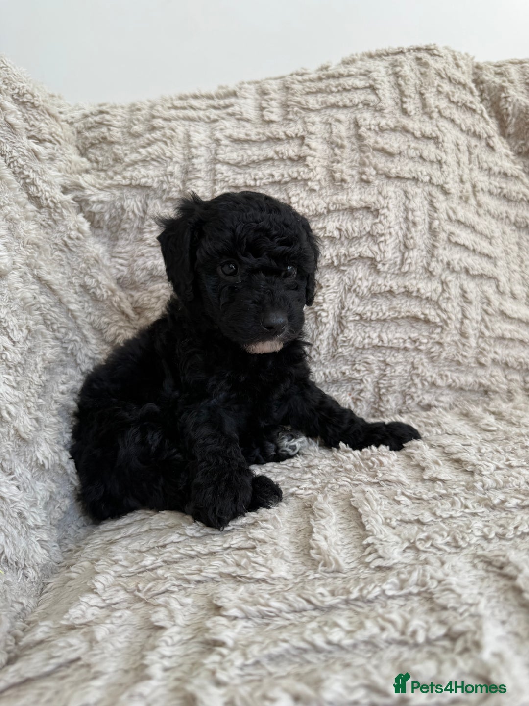 Cockapoo dogs for sale: Stunning F1B Merle Cockapoo Puppies!!!! - Image 31