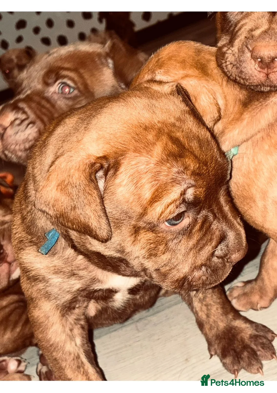 Mixed Breed dogs for sale: Presa canerio cross american bulldog cross - Advert 6