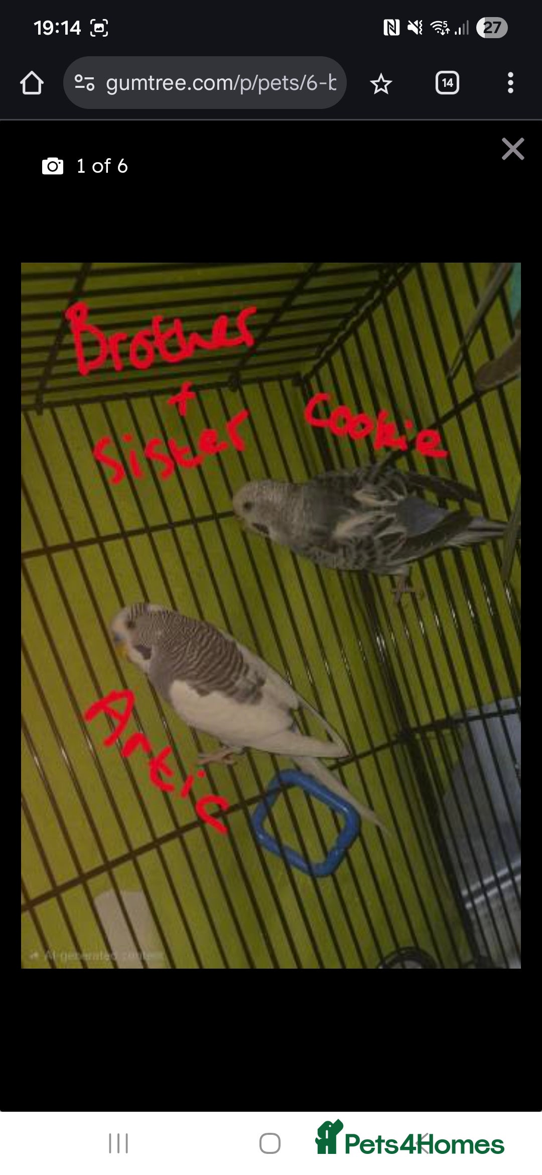 Budgerigars birds for sale: 6x budgies mixed gender looking for new home - Advert 5