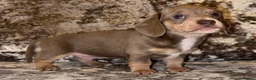 Miniature Dachshund dogs for sale: Miniature Dachshunds - Advert 10
