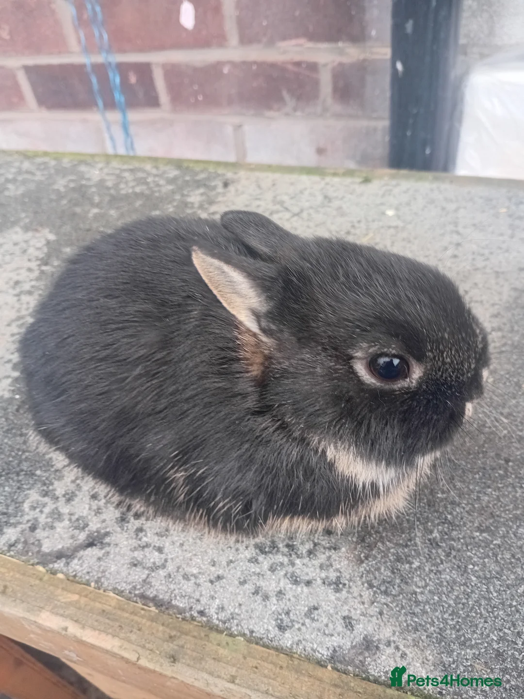 Netherland Dwarf rabbits for sale: Netherland dwarf babys  - Advert 1