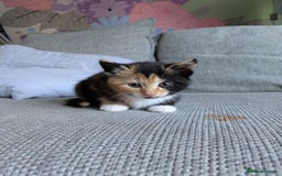 Mixed Breed cats for sale: Kittens 2 litters - Image 15