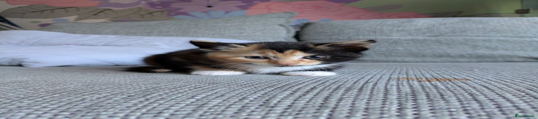 Mixed Breed Kitten 7