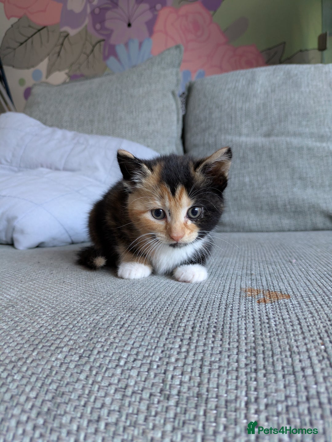 Mixed Breed cats for sale: Kittens 2 litters - Image 15