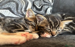 British Shorthair cats for sale: 2 male kittens  - Image 1