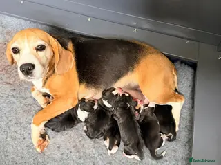 Beagle dogs KC registered stunning Beagle - Advert 2