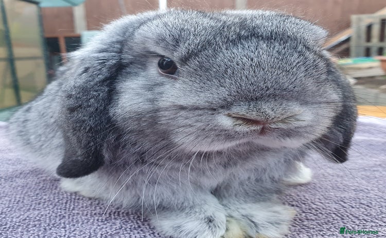Mini Lop rabbits - Advert 3
