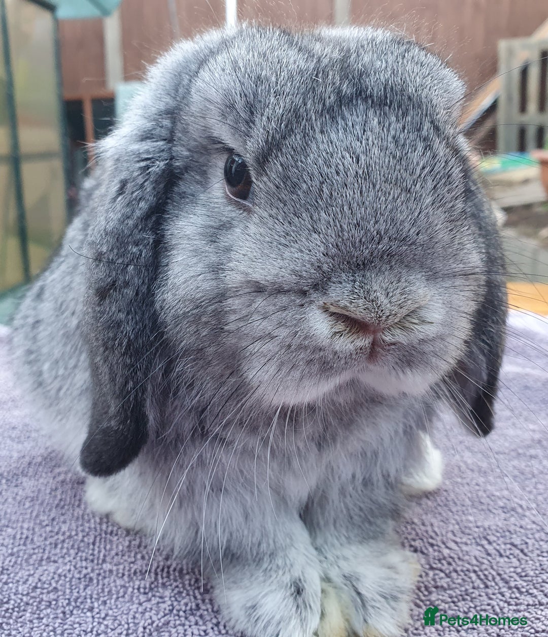 Mini Lop rabbits for sale: Friendly Baby rabbits  Vac RHD2 YURVAC - Image 1