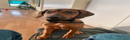 Rhodesian Ridgeback dogs for sale: KC Registered Ridgeback Male Seeking Forever Home  in Huntingdon - Advert 12