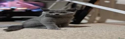 British Shorthair cats for sale: Beautiful Purebred British Blue Kittens 😍  - Advert 11
