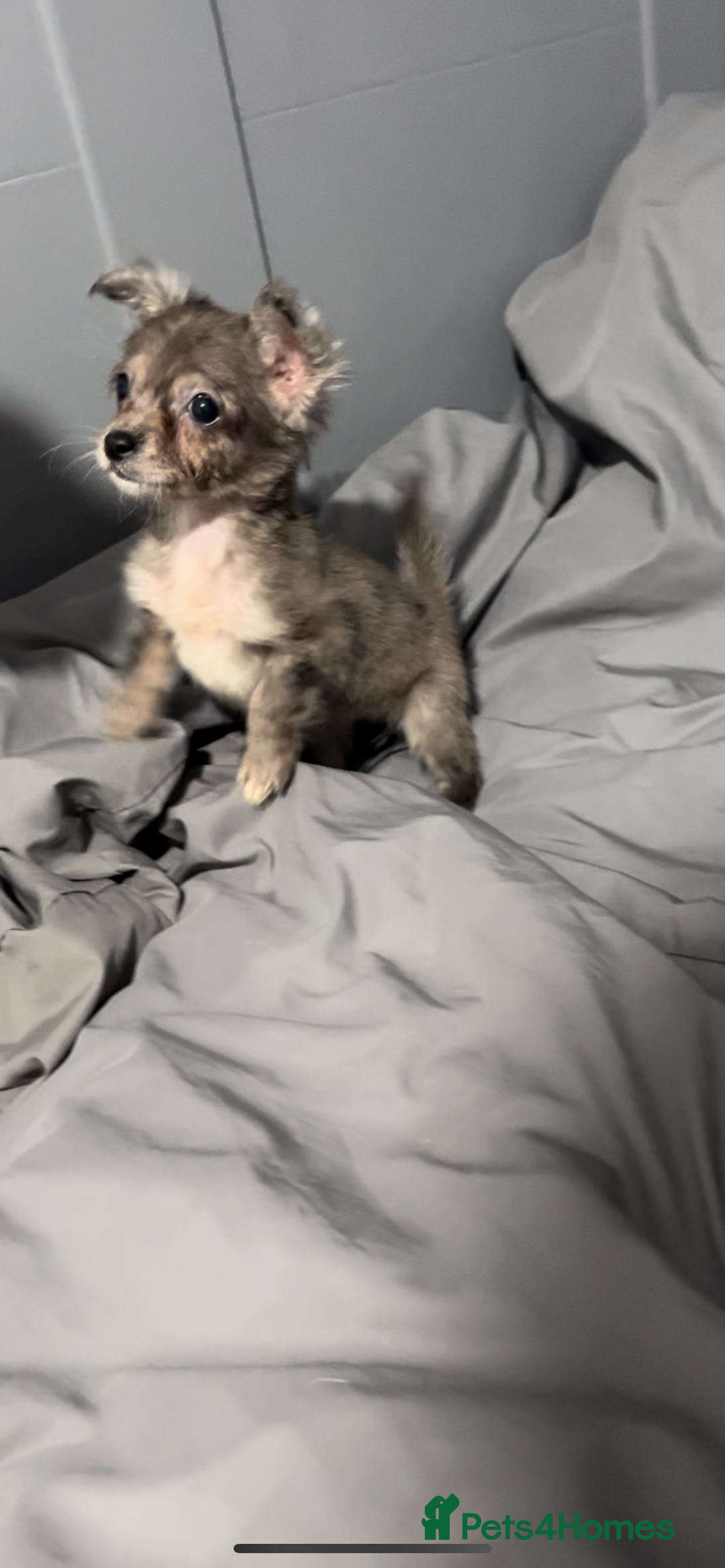 Mixed Breed dogs for sale: Gorgeous litter of Jack x chi pups  - Image 3