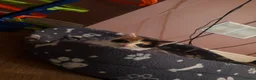 Mixed Breed cats for sale: 4 beautiful family kittens ready to leave now  - Advert 33