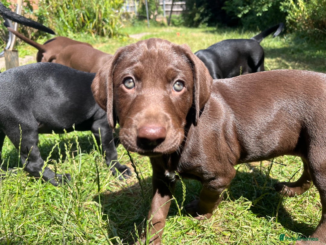 Mixed Breed dogs for sale: Vizlador x Weimaraner puppies - Image 7