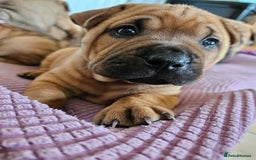 Shar Pei dogs for sale: Shar Pei puppies (READY TO GO NOW) - Image 16