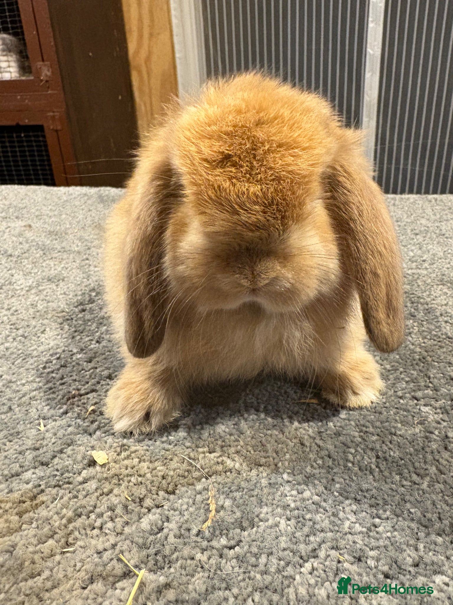 Mini Lion Lop rabbits UPDATED 27/05 mini lop doe available  - Advert 2