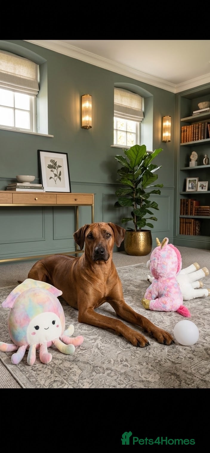 Rhodesian Ridgeback dogs Masterpiece Litter: South African & European Lines - Advert 2