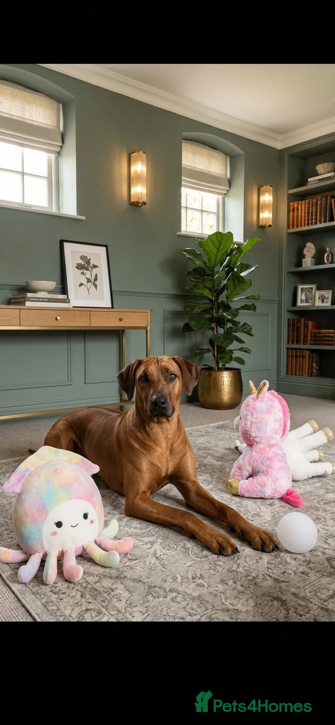 Rhodesian Ridgeback dogs for sale: Masterpiece Litter: South African & European Lines - Advert 2