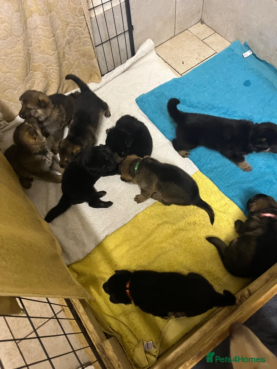 German Shepherd dogs for sale: German Shepherd puppies for sale  - Advert 9