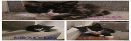 Mixed Breed cats for sale: 6 loving kittens looking for Forever homes  - Advert 4